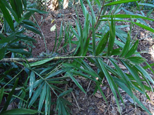 Plants in  Udawatta Kele forest
